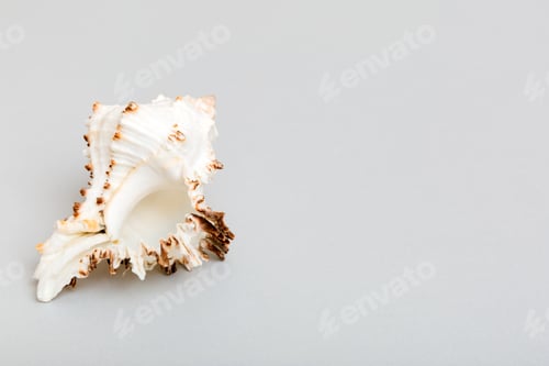 Preview: Beach seashells on colored background. Mock up with copy space
