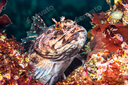 Preview: Cabezon fish on California reef