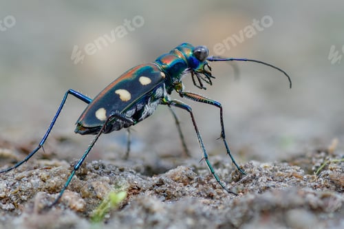 Preview: tiger beetle