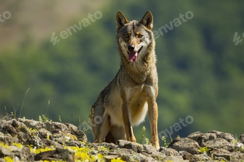 Preview: Aggressive wild gray wolf breathing heavily with tongue out of open mouth