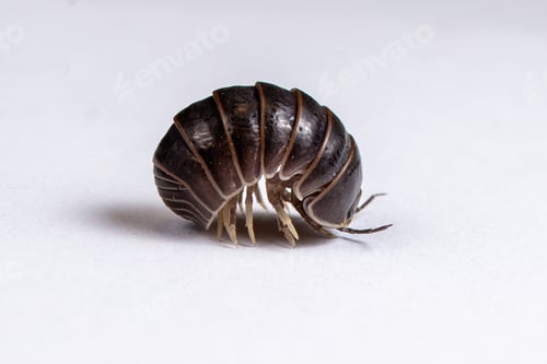 Preview: Woodlouse, isopod curled into a ball shape