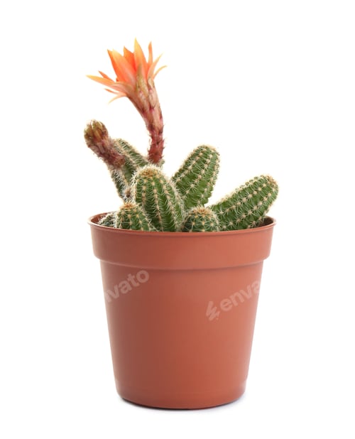 Preview: Cactus (Echinopsis chamaecereus) with beautiful red flower in pot on white background