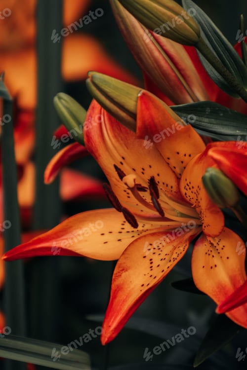 Preview: Orange Asiatic Lilies in Bloom – Close-Up of Vibrant Petals and Stamens in Summer Garden Light