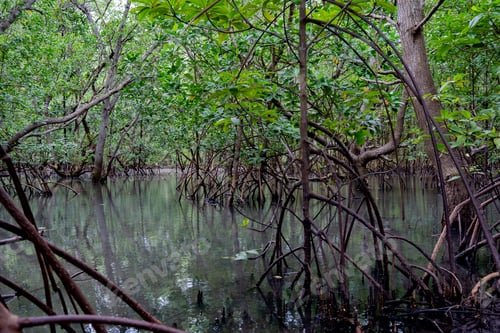 Preview: mangrove tree roots that grow above sea water. Mangroves function as plants