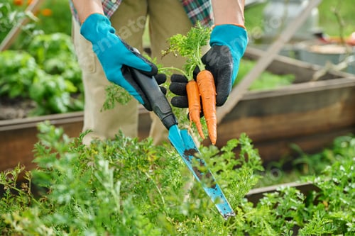 Preview: Growing carrots in raised bed, close up of young carrots with leaves in hands of gardener
