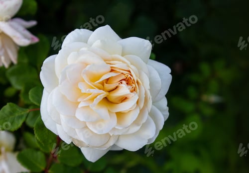 Preview: Apricot-white English shrub rose (Rosa) Crocus Rose blooms in a garden.