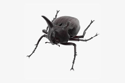Preview: Rhinoceros Beetle with Prominent Horns