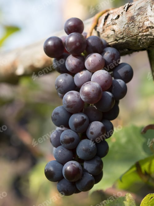 Preview: Ripe home-grown grapes