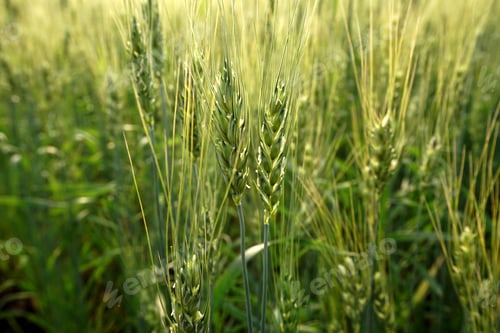 Preview: Green wheat field and sunny day
