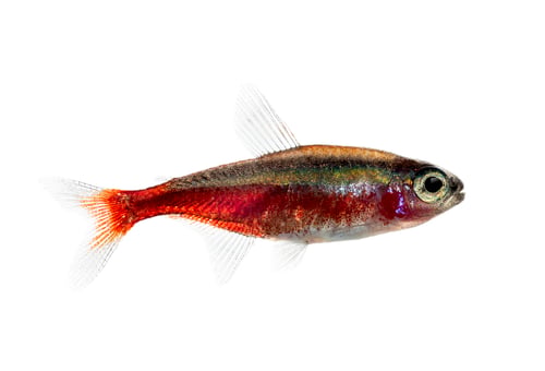 Preview: Side view of a cardinal tetra isolated on white