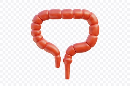 Preview: Human Large Intestine