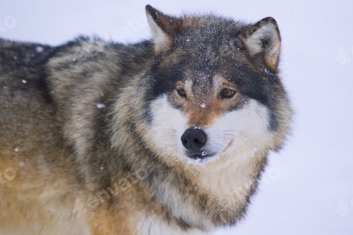 Preview: Wolf in the Cold Winter
