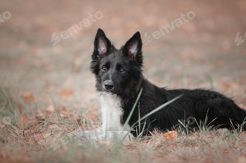 Preview: Playful Border Collie Puppy Exploring the Great Outdoors with Enthusiasm and Curiosity