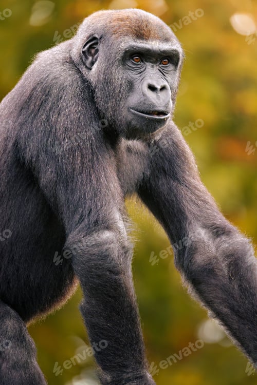Preview: Close-up of a gorilla in profile with a natural background.