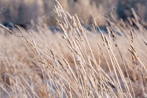 Preview: the plants are covered with snow. winter landscape. nature in the cold season.