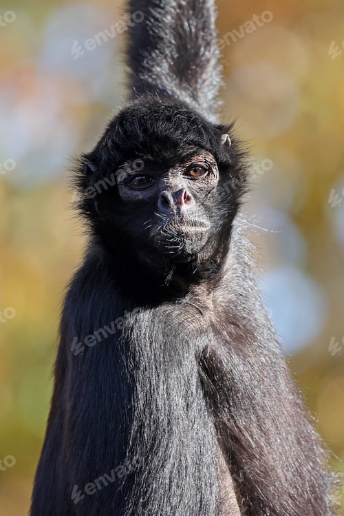 Preview: The black-headed spider monkey (Ateles fusciceps) close up shot
