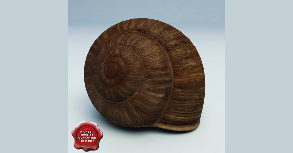 Grooved spiral shell with ridges 3D, Incl. center & pattern - Envato