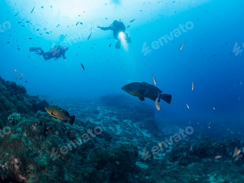 Preview: divers with flashlights illuminate grouper fish
