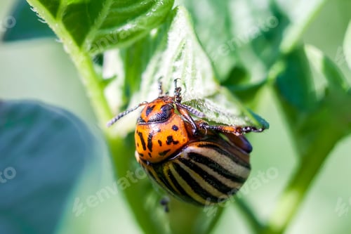 Preview: Colorado potato beetle eats potato leaves, close-up.