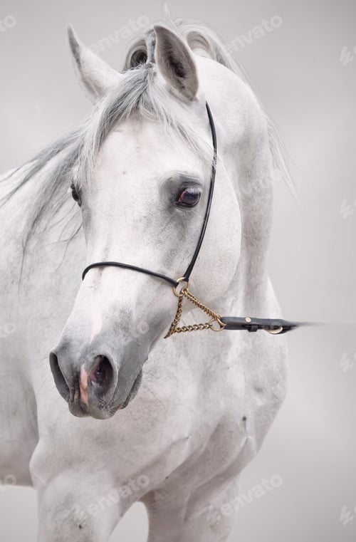 Preview: arabian, horse, mare, stallion, riding