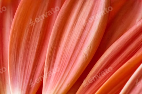 Preview: Macro View of Beautiful Peach Colored Flower Petals