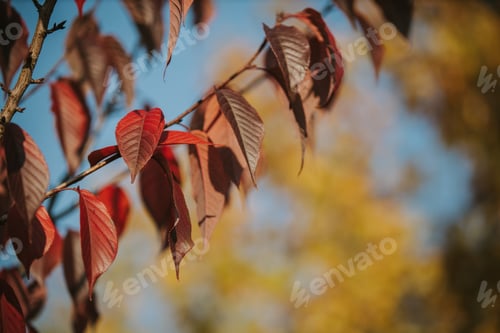 Preview: Vertical shot of beautiful red autumnal leaves with a blurry background
