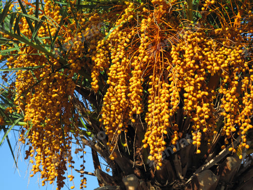 Preview: palm tree with seeds
