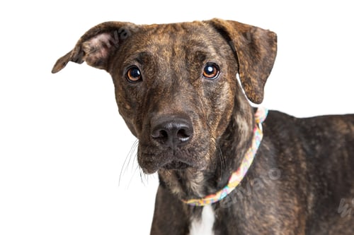 Preview: Portrait Attentive Brindle Large Dog