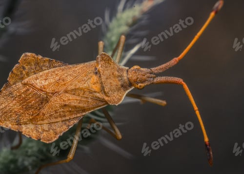 Preview: Macro shot of a brown stink bug on a branch surface