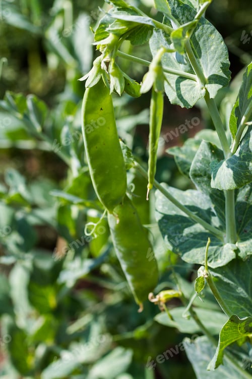 Preview: Urban Garden