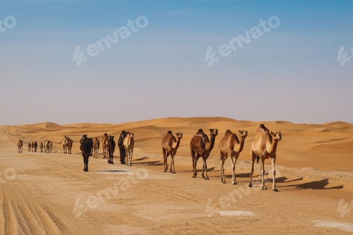 Preview: A caravan of camels passing through the desert.
