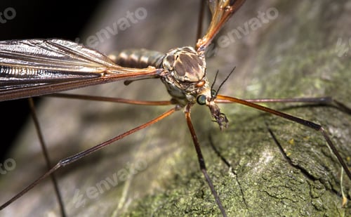 Preview: Cranefly Up Close in England