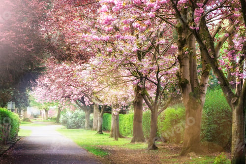 Preview: Pink Cherry Trees in Bloom in Park during Spring