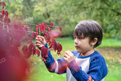 Preview: kid pointing finger to tiny spider climbing on autumn leaves,boy looking at wild tiny insect on leaf
