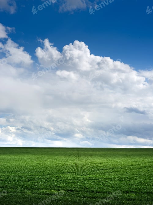 Preview: green field of young shoots, the concept of agriculture, planted wheat