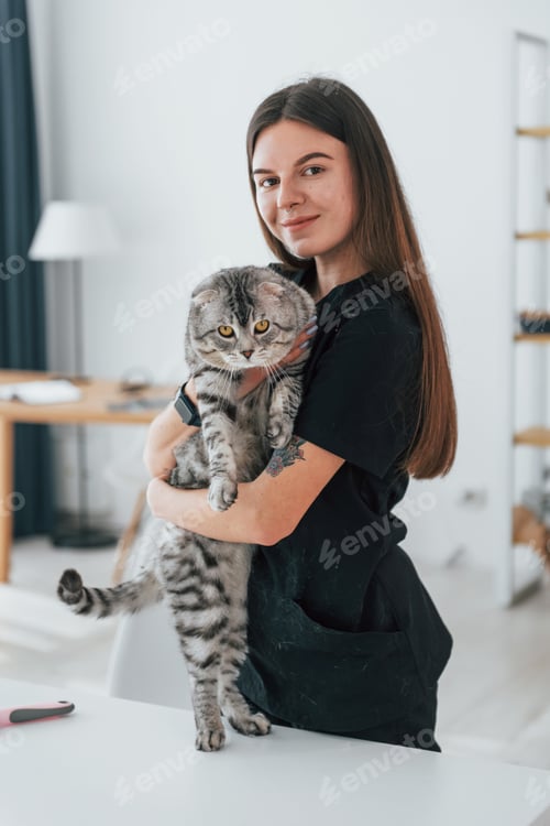 Preview: Beautiful portrait. Conception of trust. Scottish fold cat is in the grooming salon