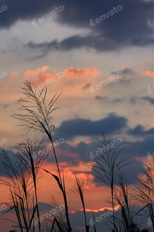 Preview: Silhouette of grass with the vivid sky of sunset