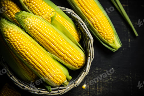 Preview: Fresh corn in basket.