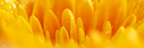 Preview: Yellow chrysanthemum flower with airy and delicate petals. The picture was taken with a macro lens.