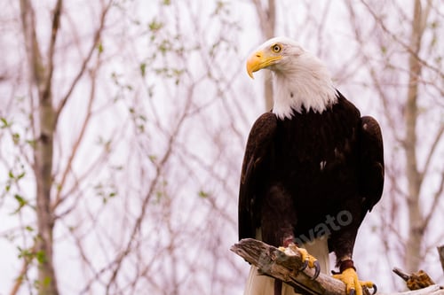 Preview: Bald eagle