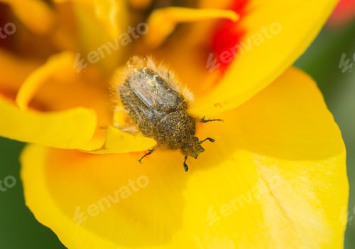 Preview: Beetle on a yellow flower