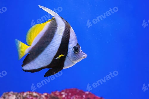 Preview: Heniochus Acuminatus, Pennant Coralfish, Reef Bannerfish, Coachman In Blue Ocean Water