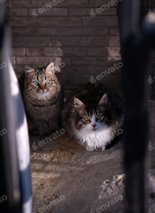 Preview: homeless animals