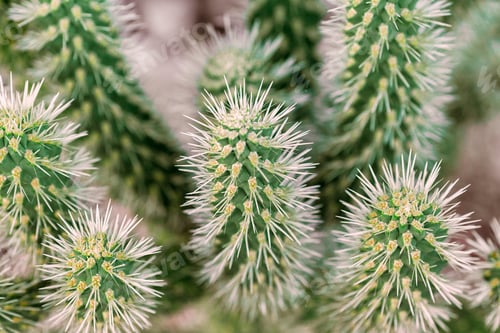 Preview: Closeup of prickly cactus, nature in desert