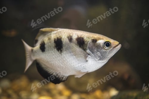 Preview: Closeup shot of a Banded archerfish (Toxotes jaculatrix) in the water