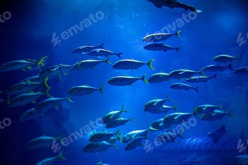 Preview: School of fish freely swimming under the deep blue sea