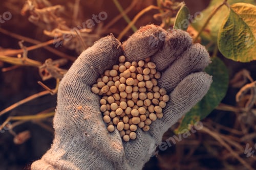 Preview: Soybean farmer handful of harvested crop seed