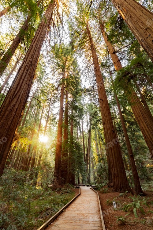 Preview: Hiking trail in redwood forest