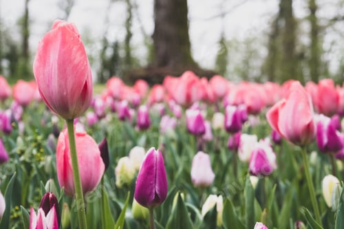Preview: Blooming tulips.