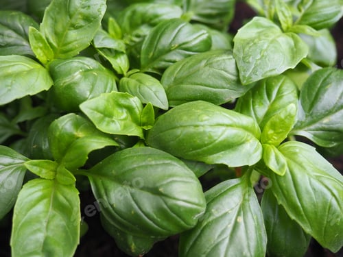 Fresh Basil Leaves Growing in Garden, Close Up